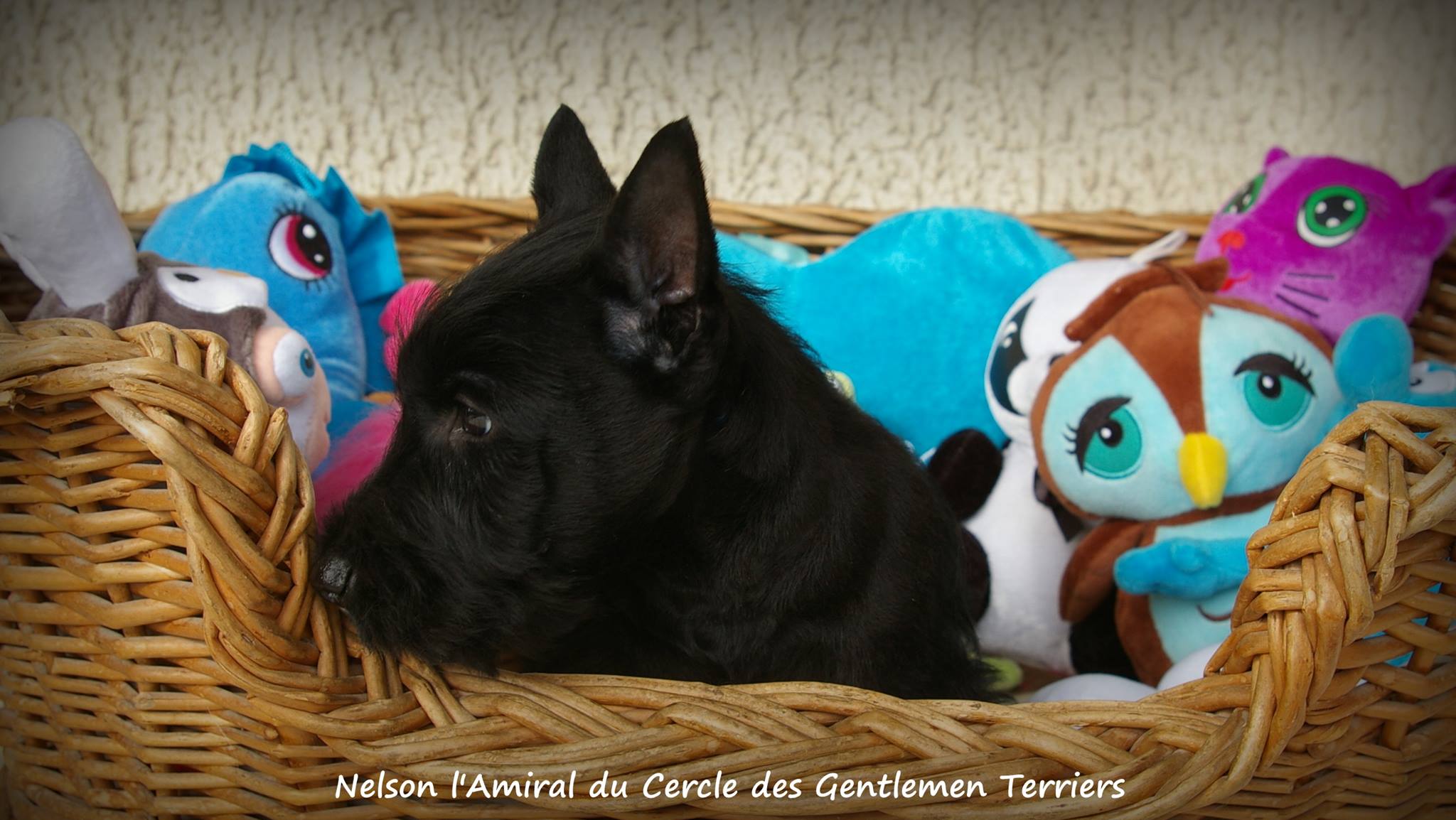 Nelson est parti dans l'Est.