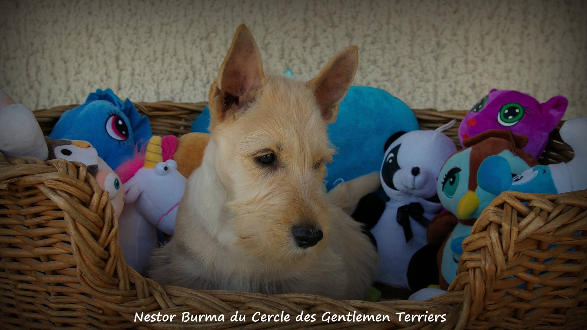Nos bébés ont 10 semaines et c'est le moment du départ.