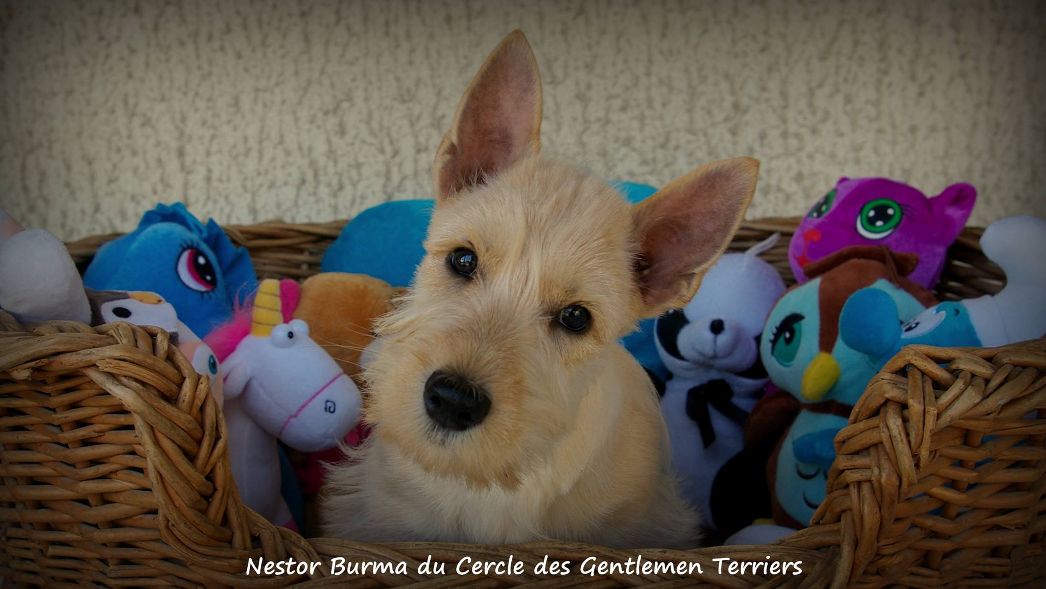 nestor2