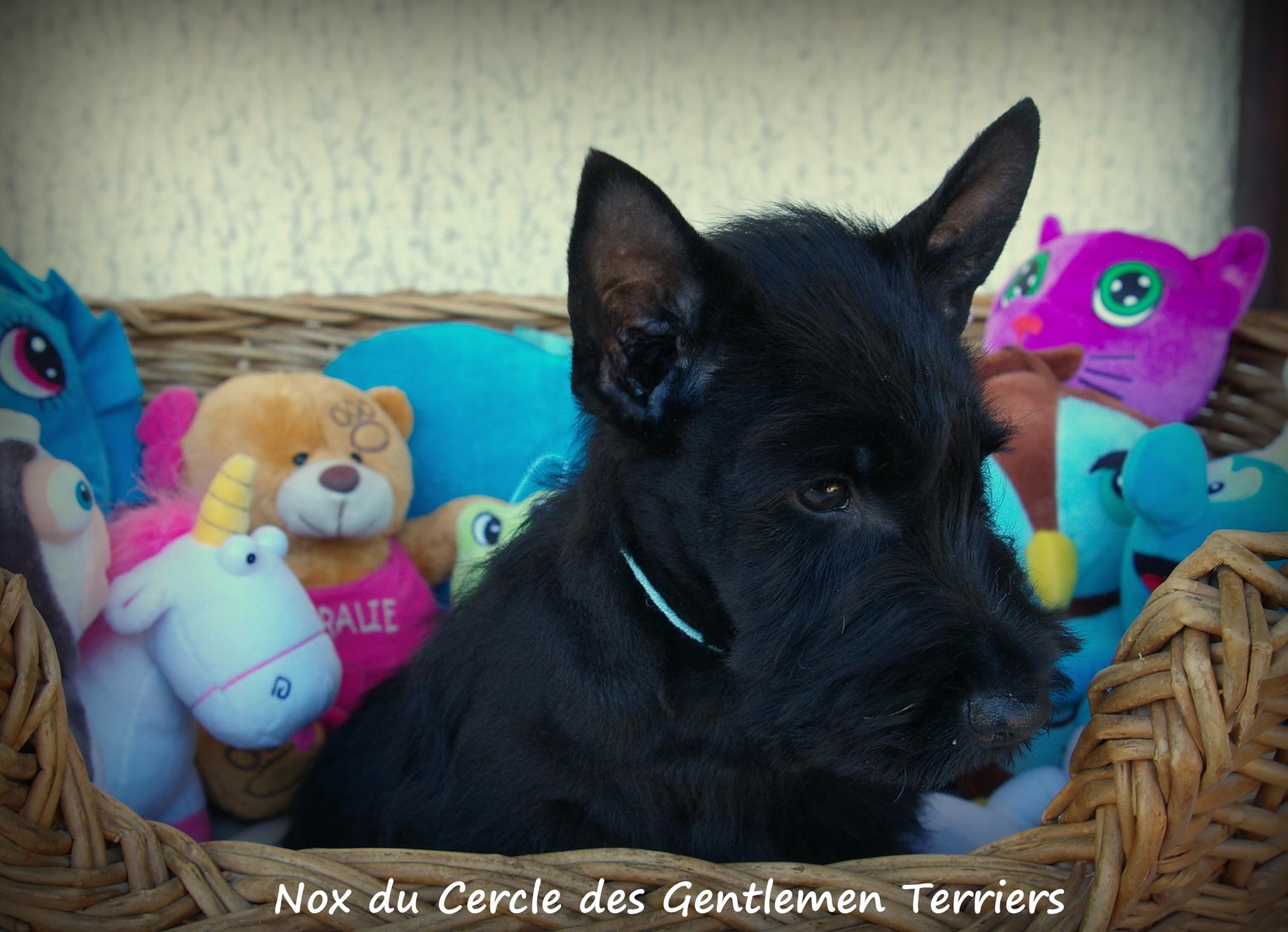 Nox vit en Côte d'Or.