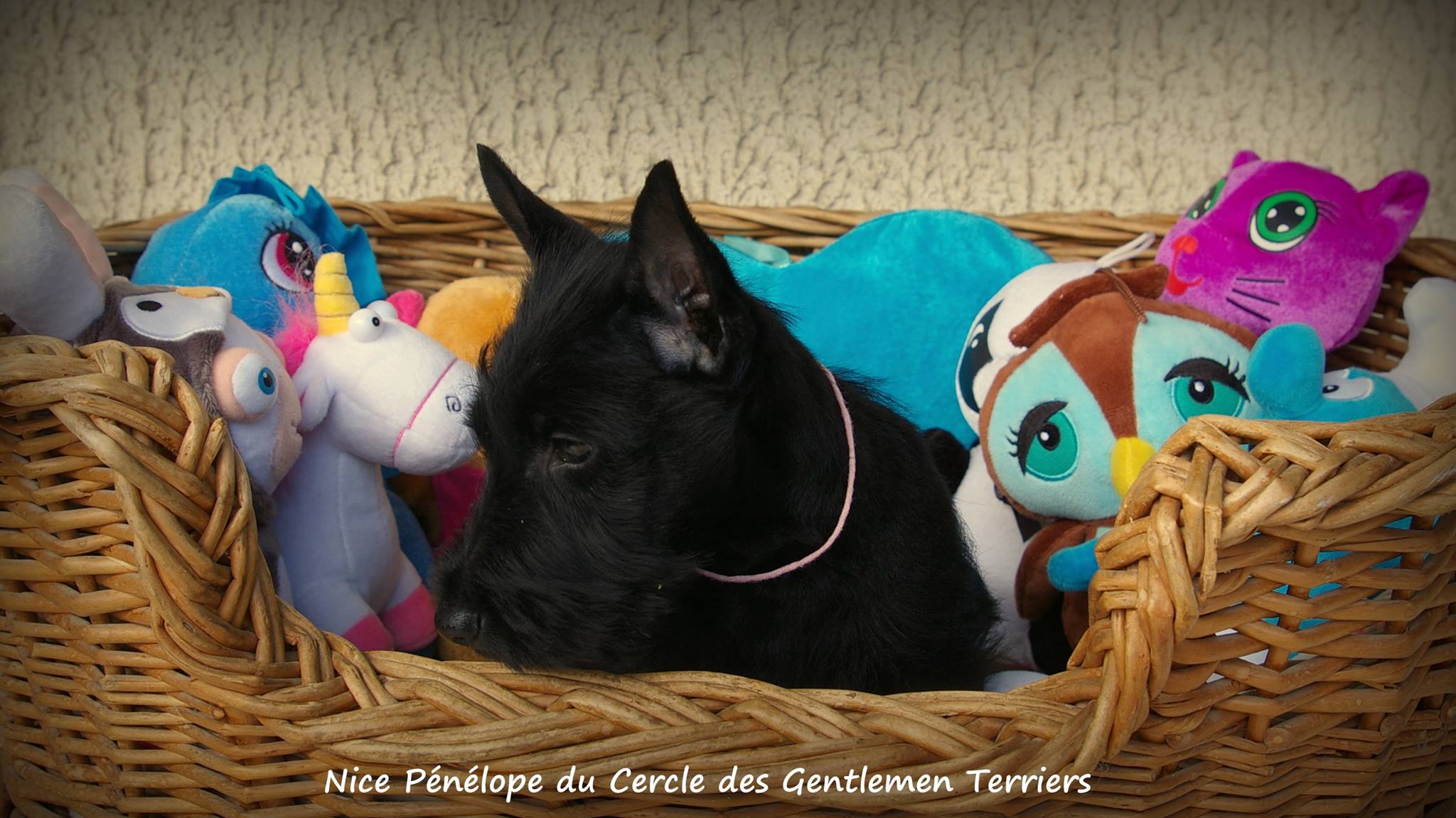 Penélope reste en Bourgogne
