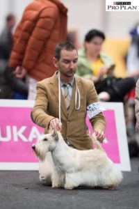wds 2017 2