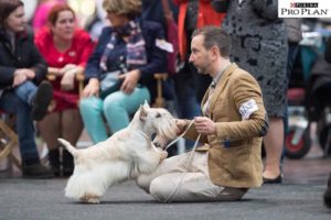 wds 2017