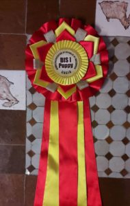Madedoine 2018 bis puppy