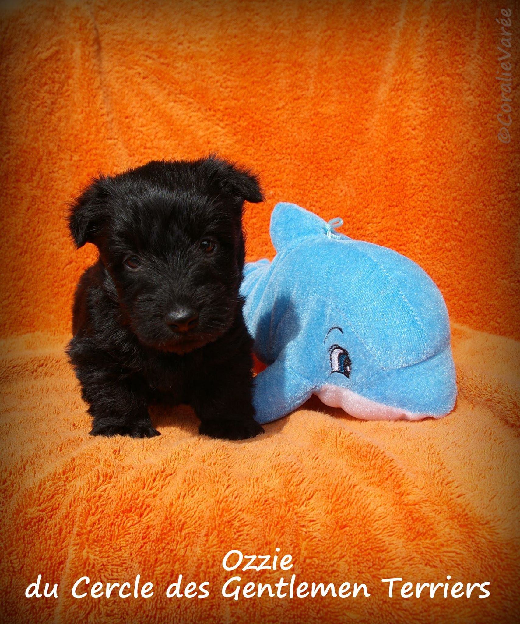 Ozzie 5s