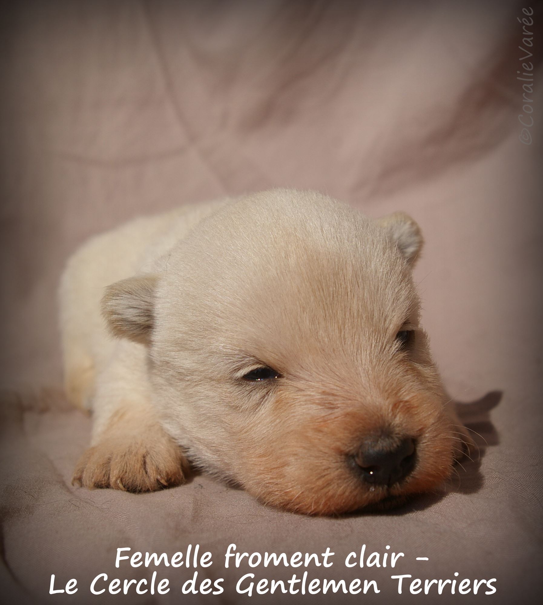 femelle fro clair 4s