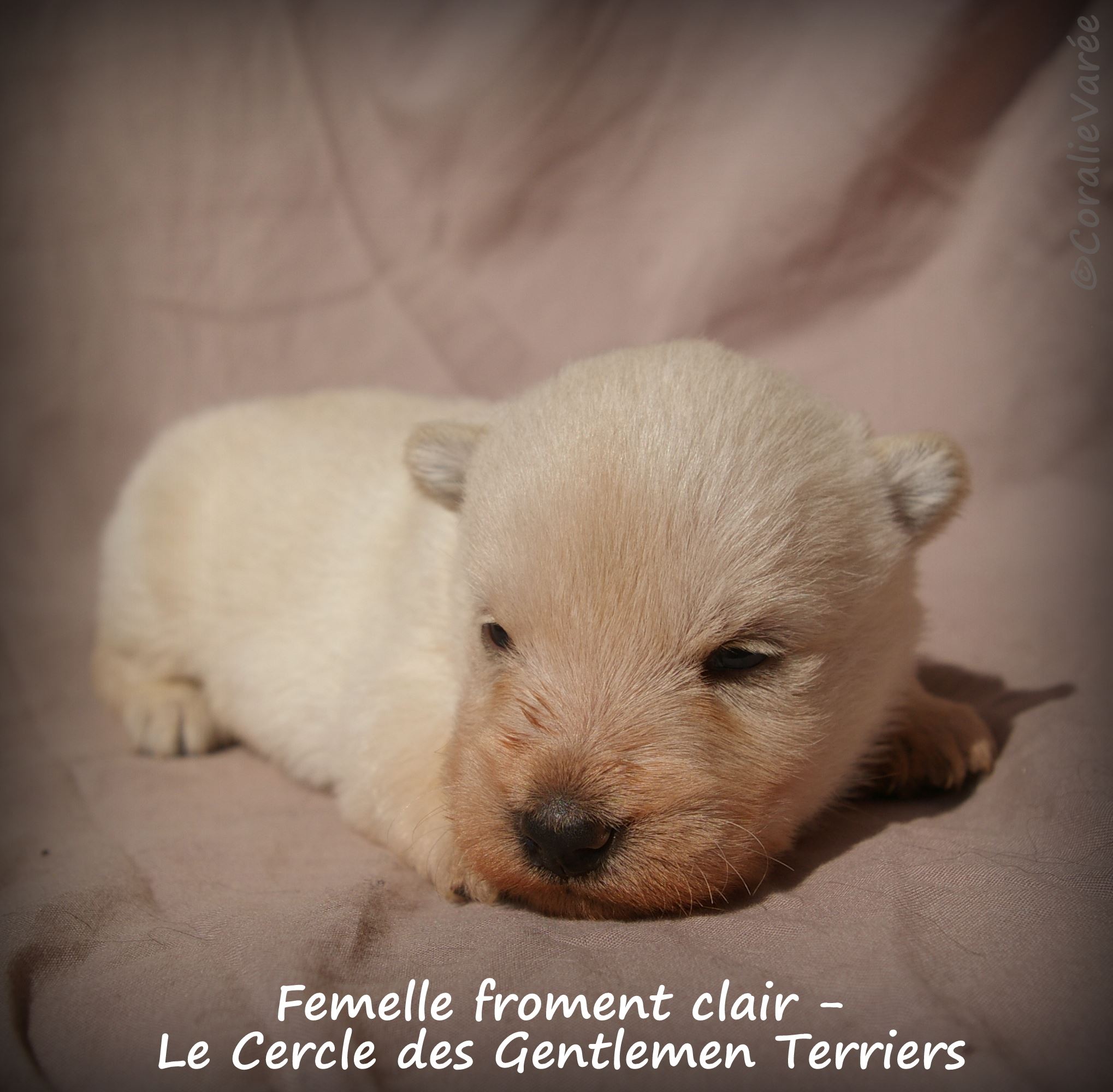 femelle fro clair 4se