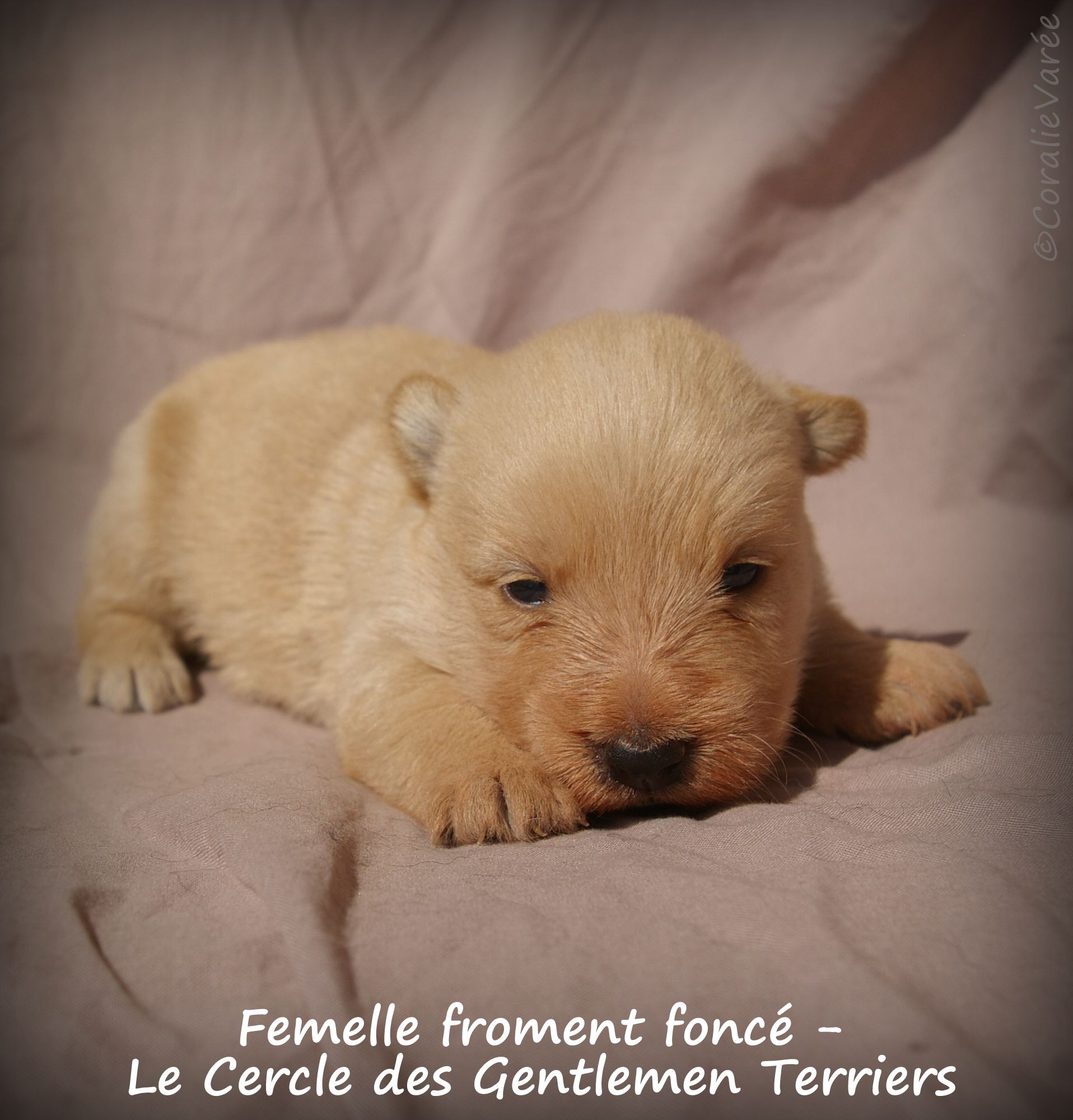 femelle fro foncee 4se