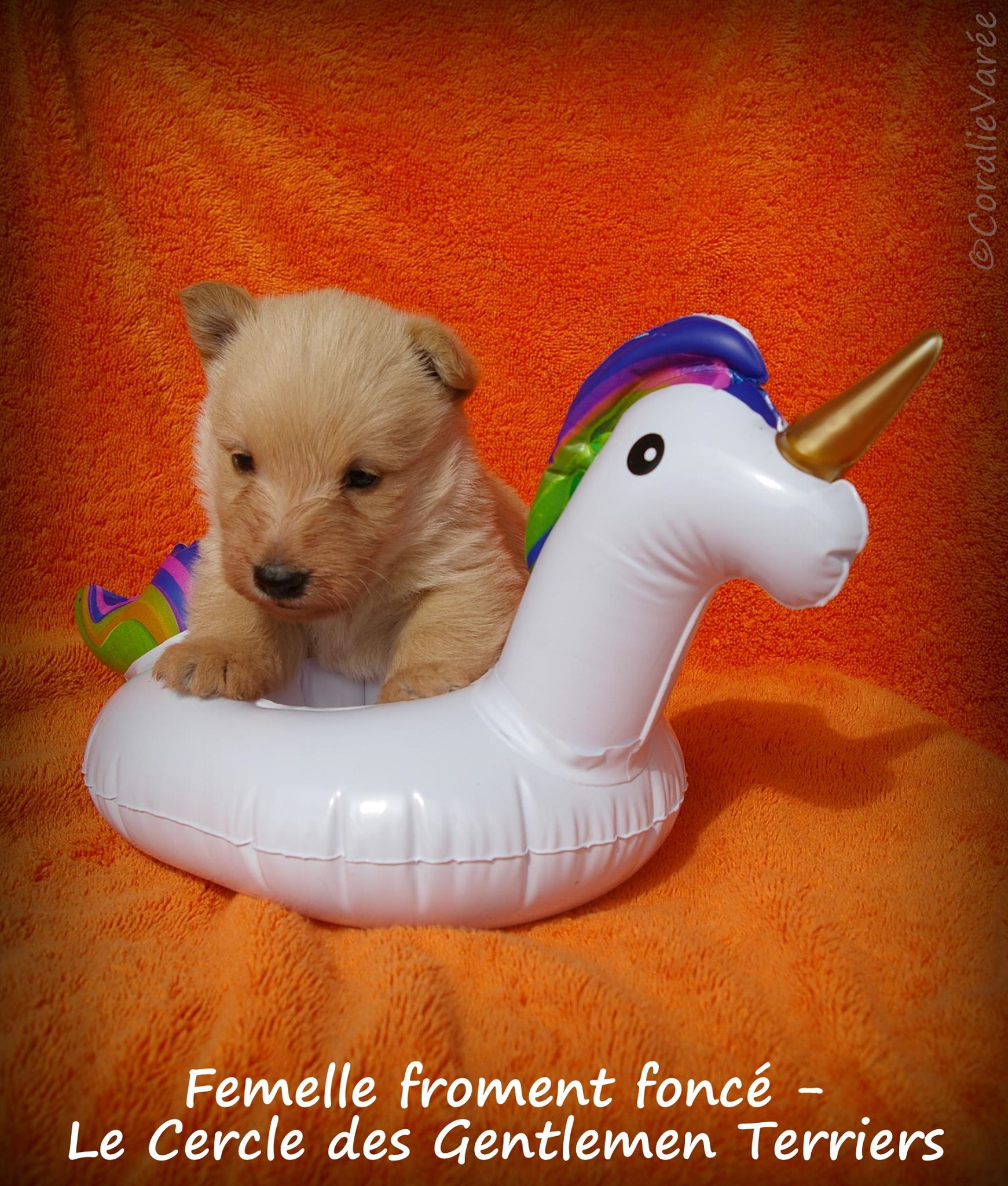 femelle fro foncee 4sem