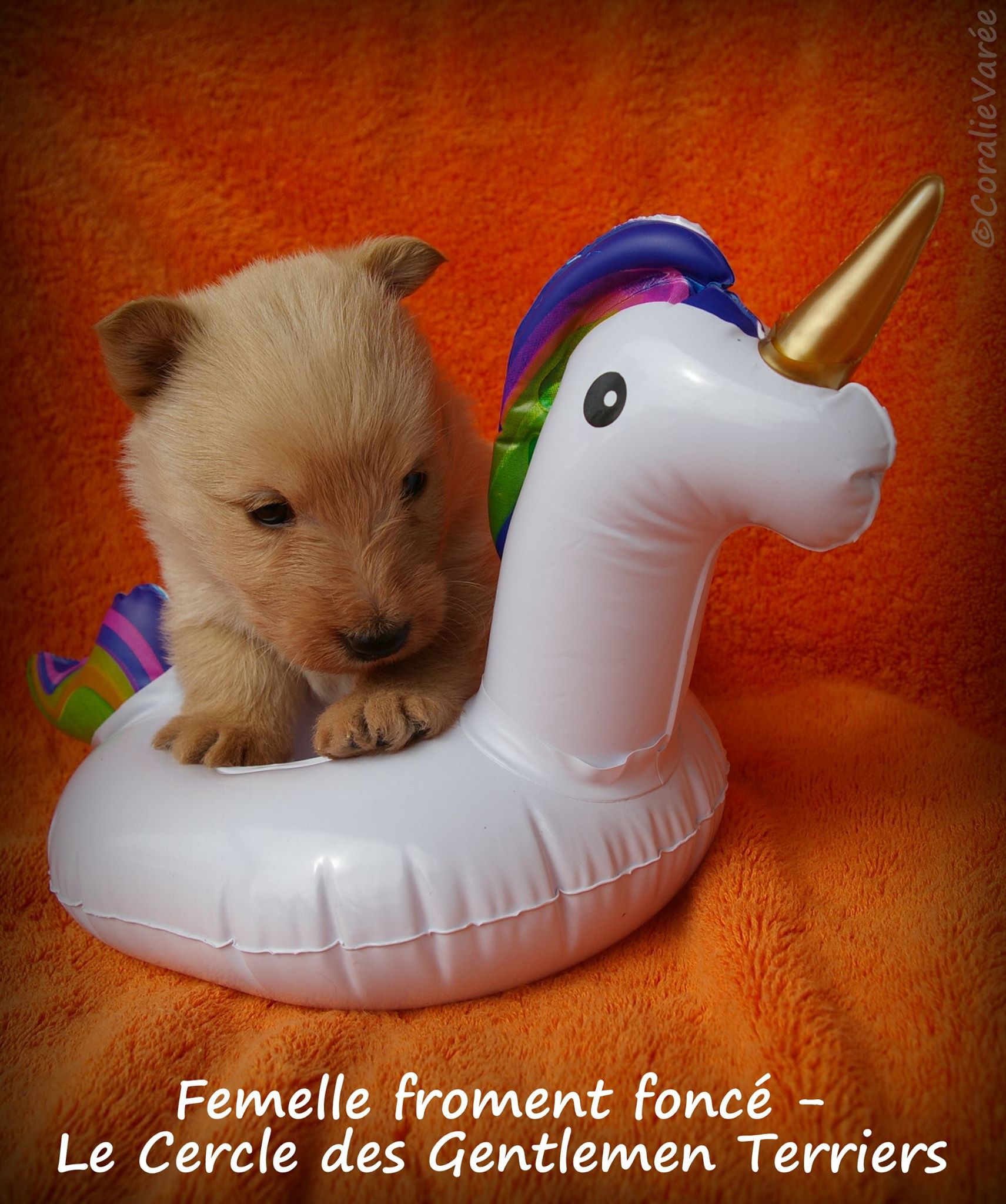 femelle fro foncée 4