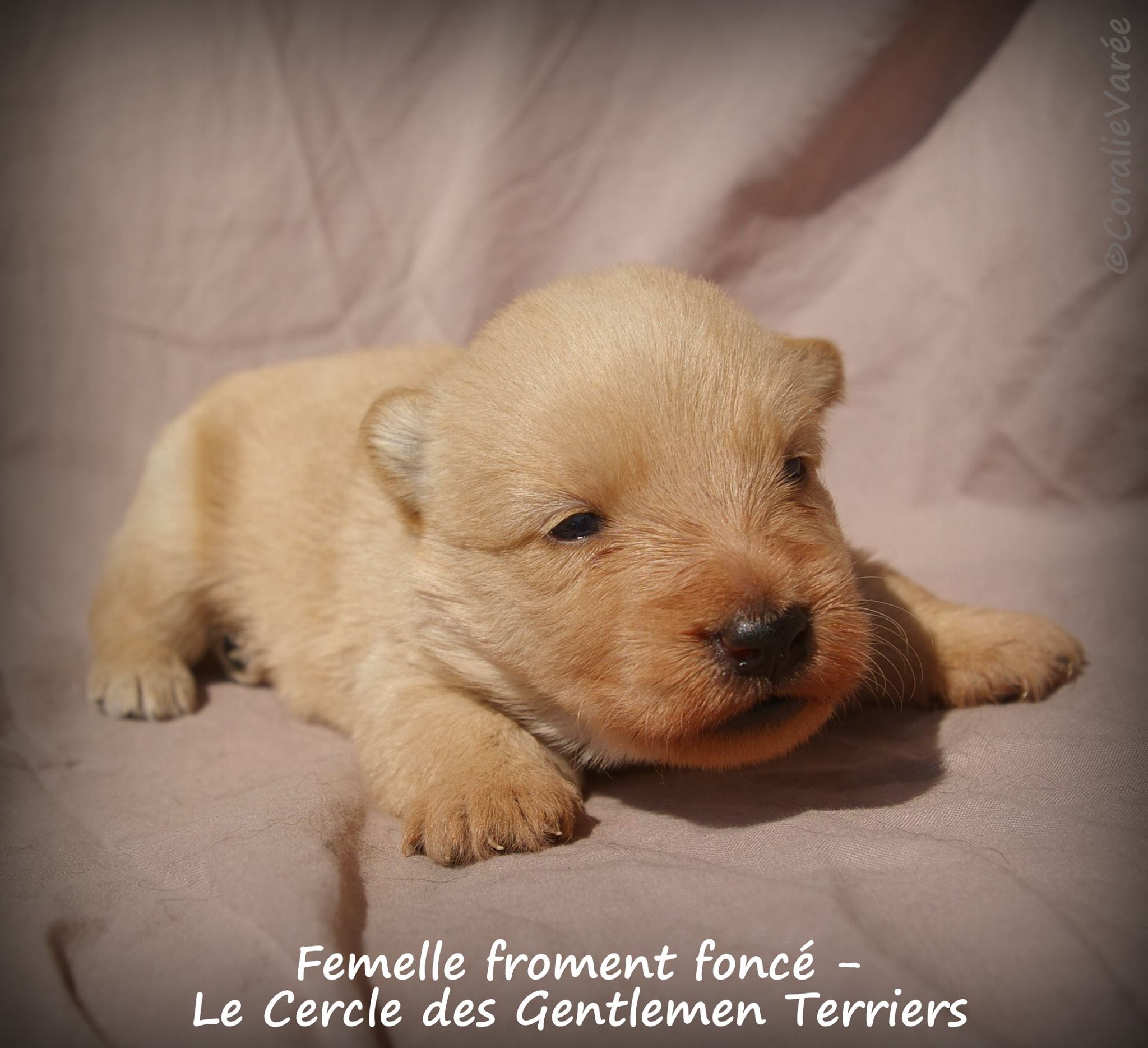 femelle fro foncée 4s