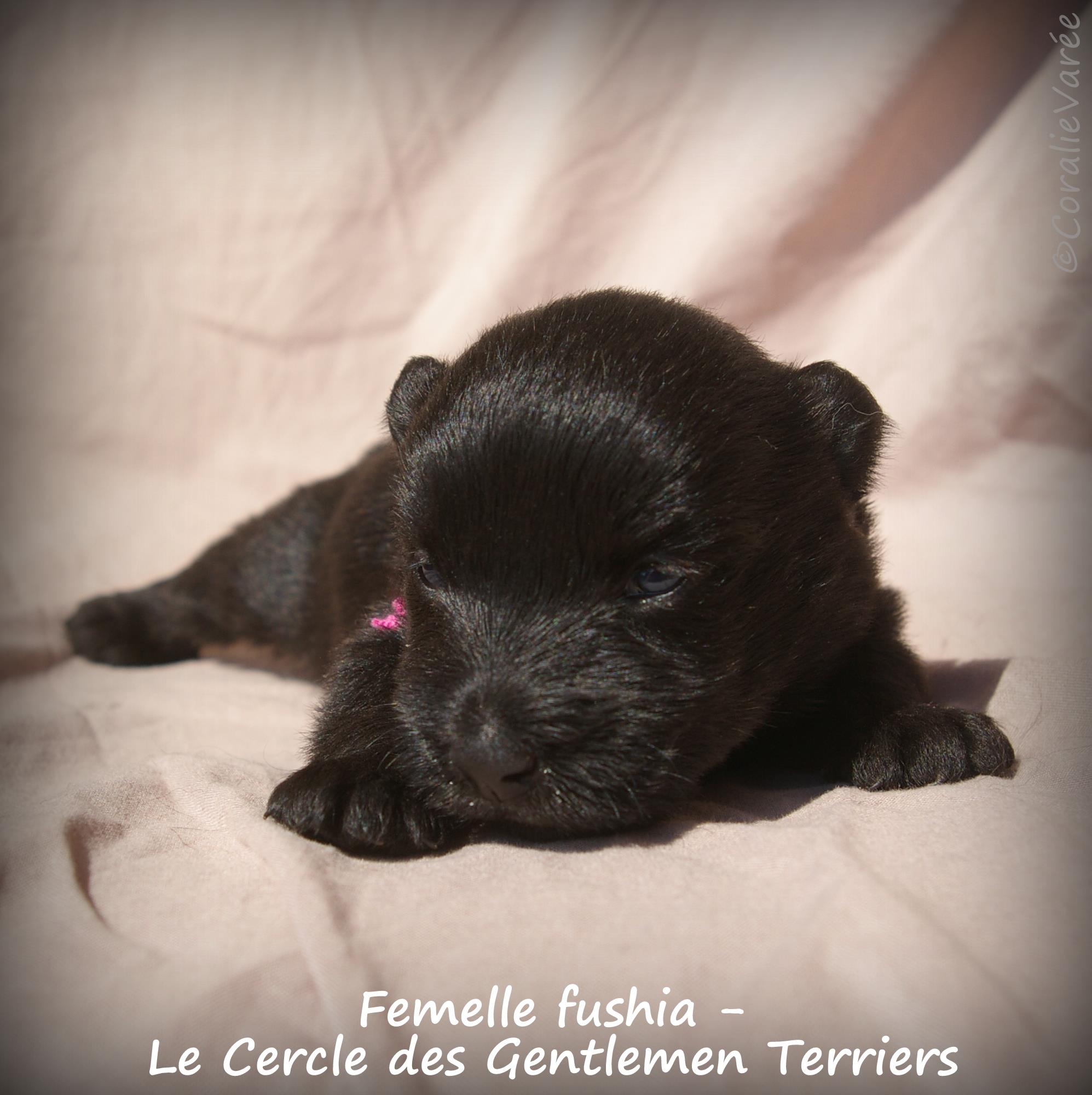 femelle fushia 4se