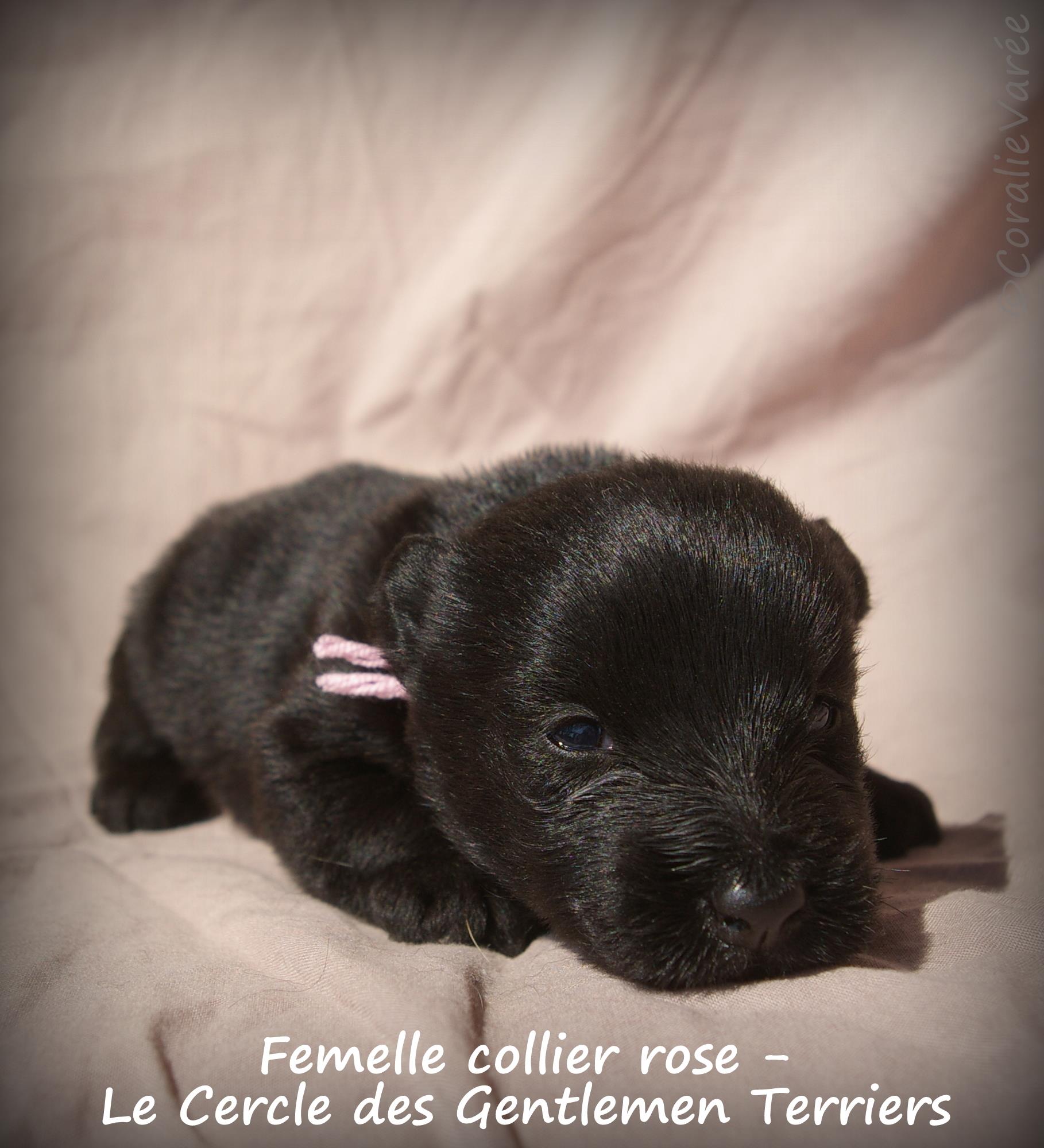 femelle rose 4se