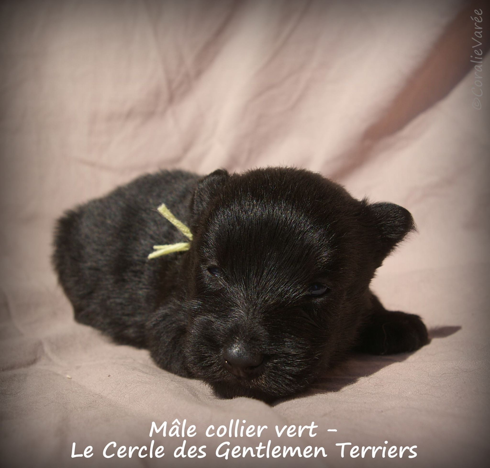 mâle vert 4se