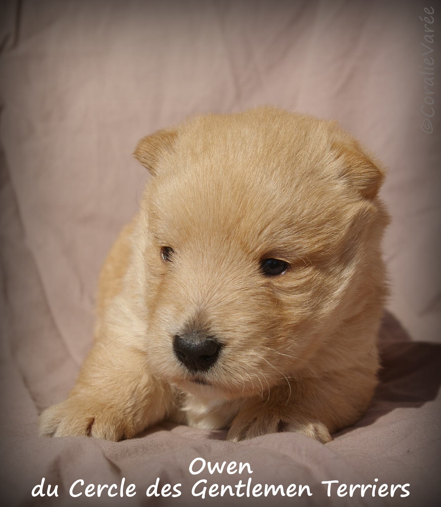 owen 4 sem