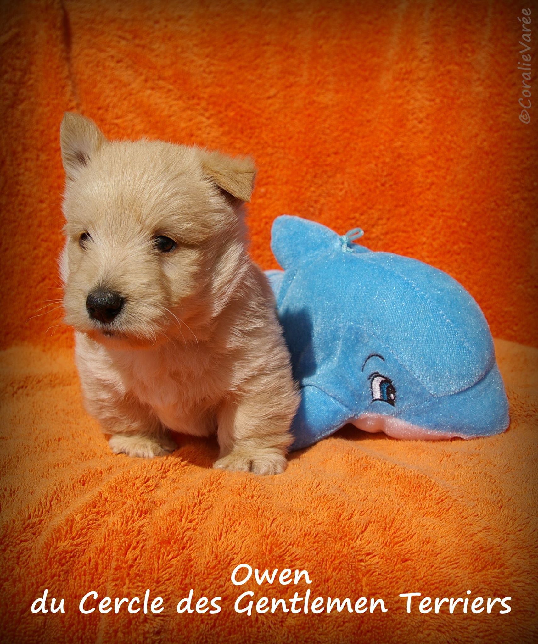 owen 5se