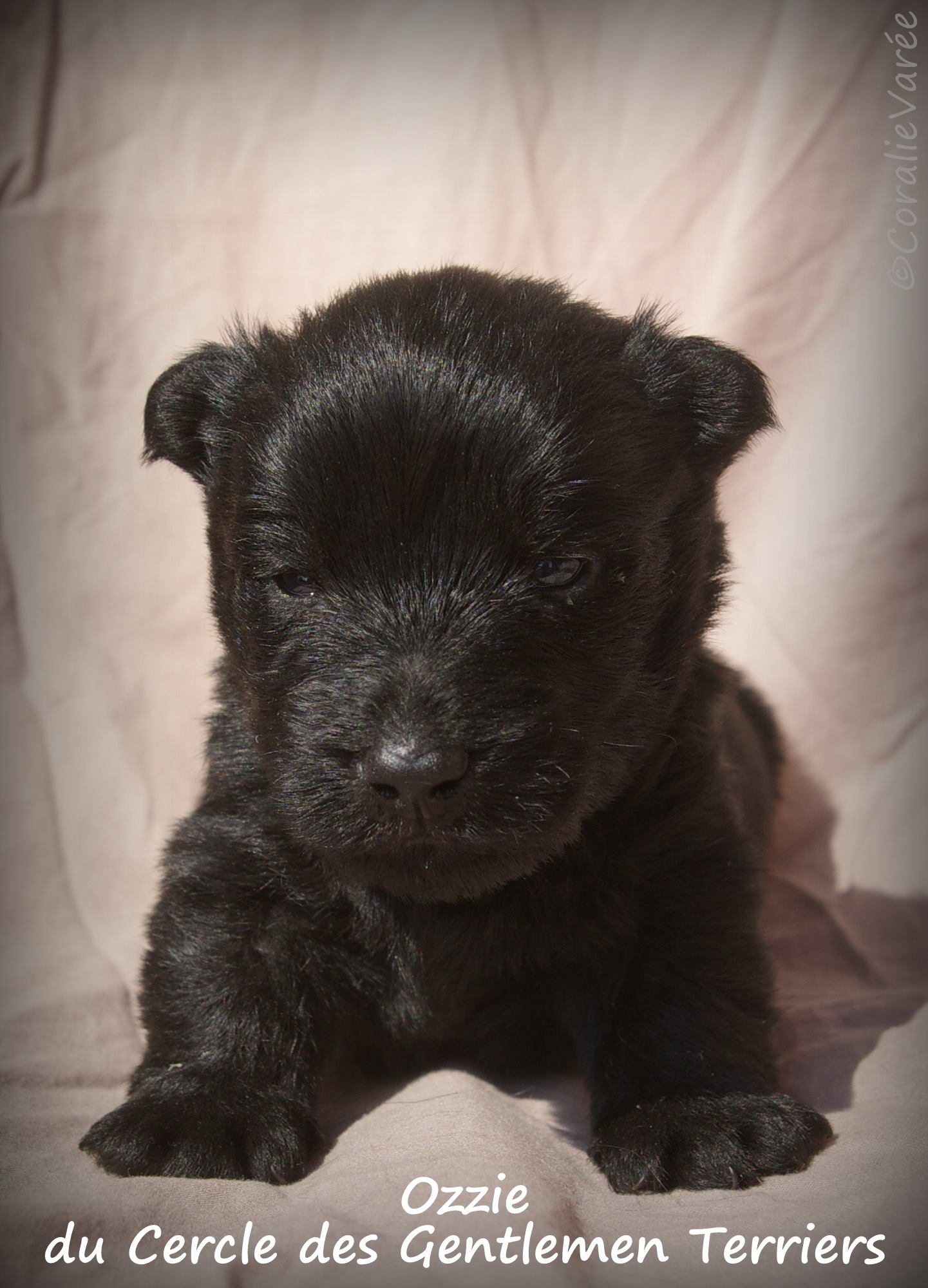 ozzie 4 sem