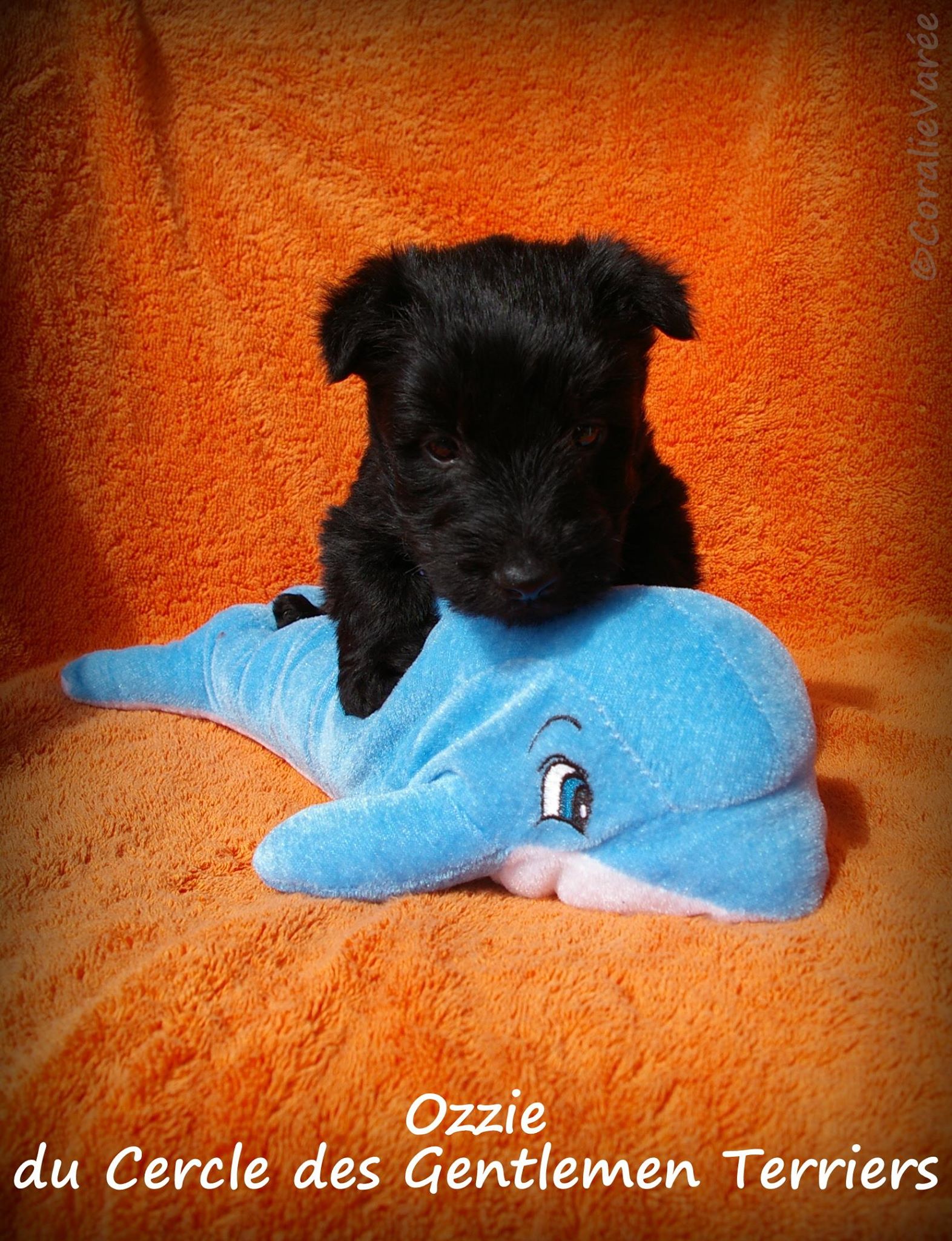 ozzie 5sem