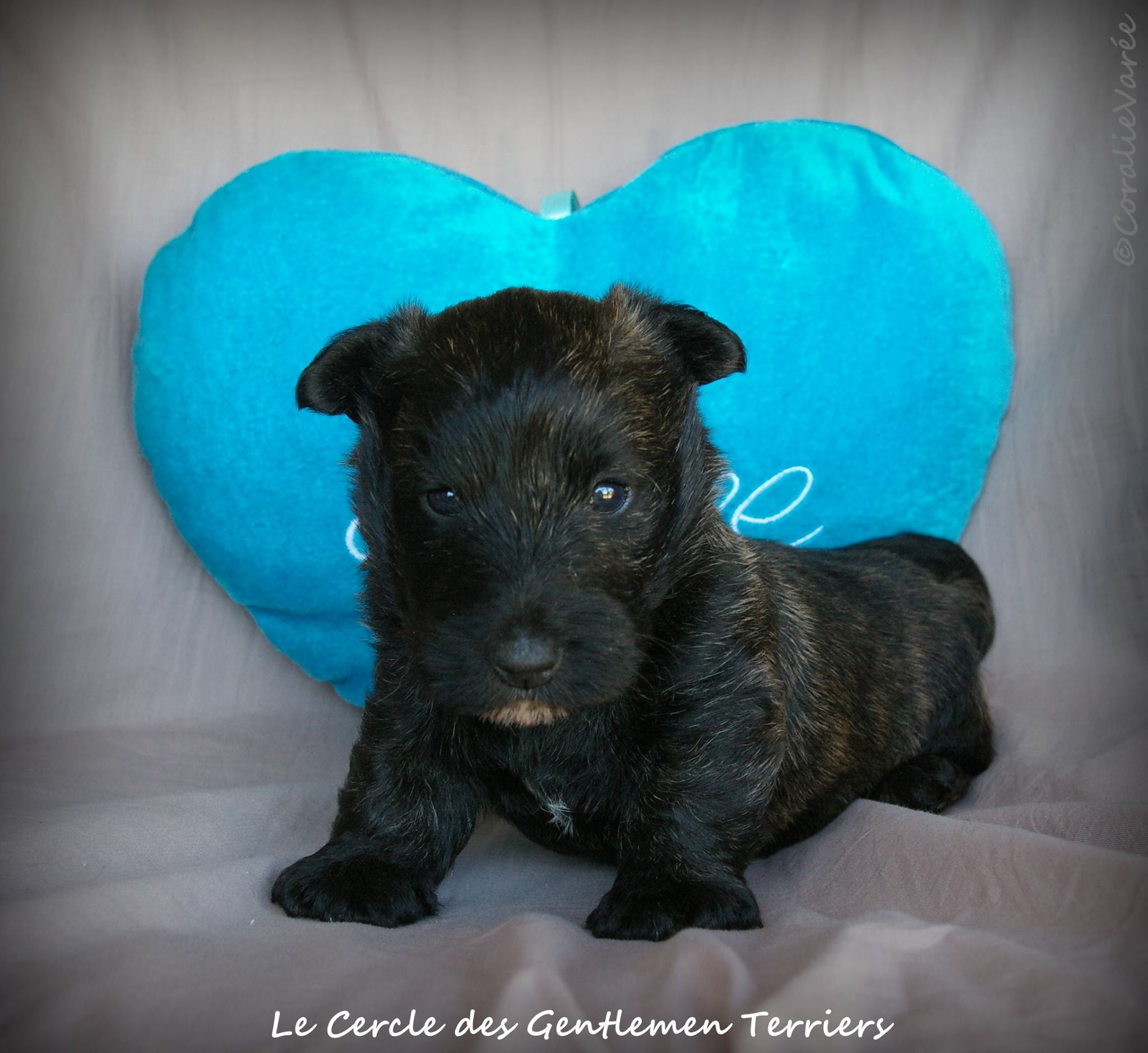 Le garçon.