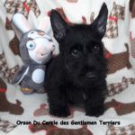 Orson est parti vivre dans le Gard.