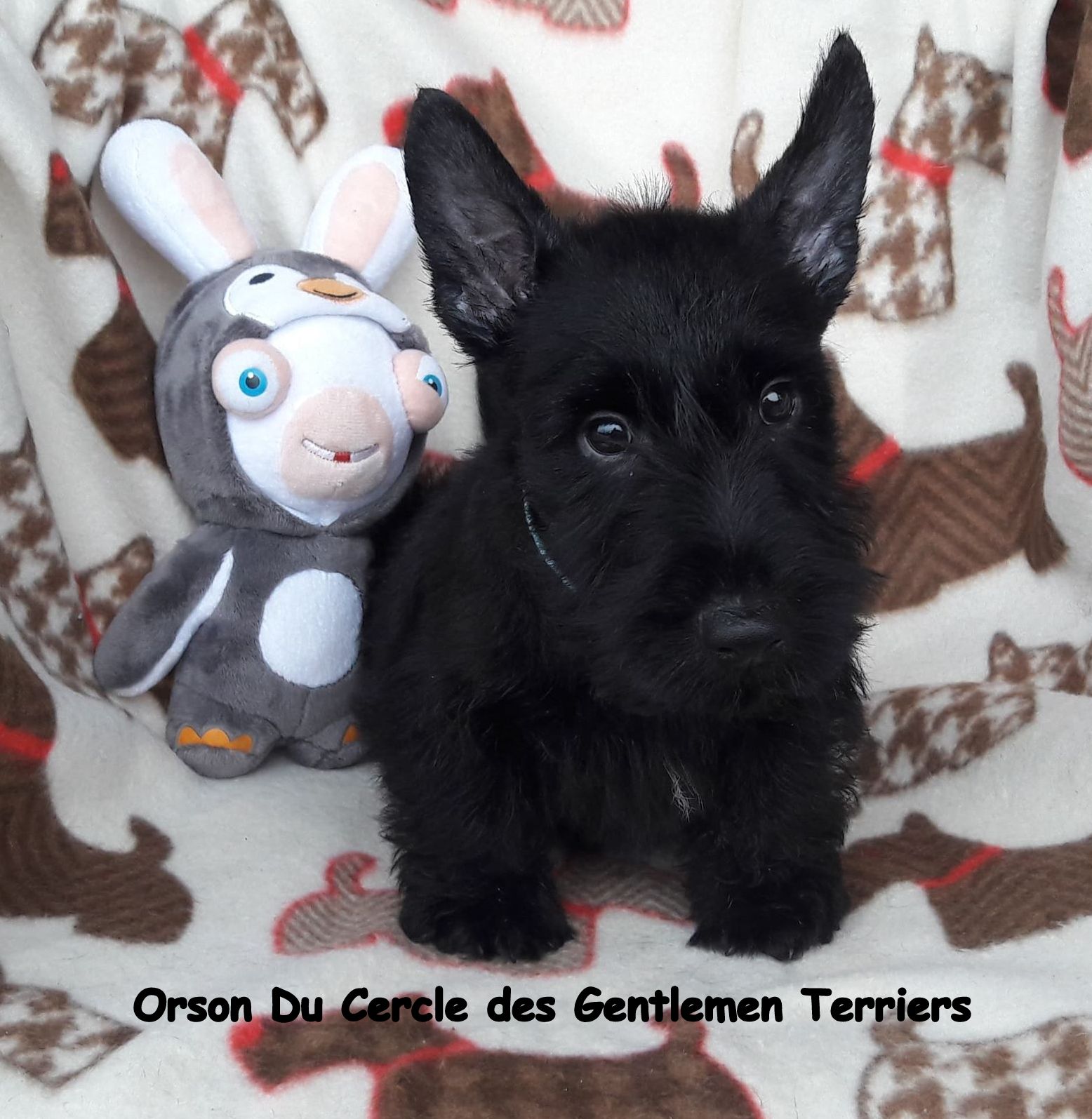 Orson est parti vivre dans le Gard.