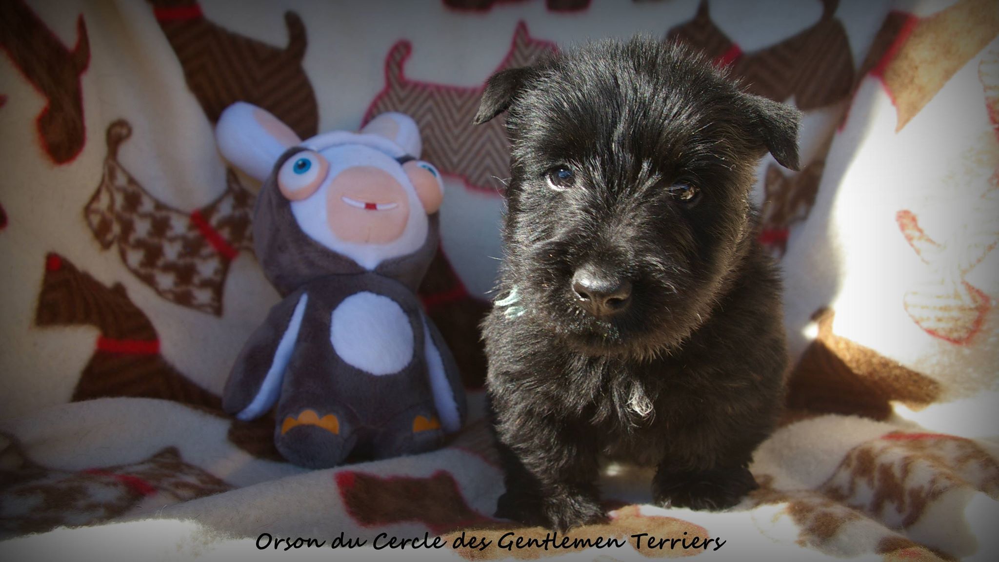 orson 6 sem
