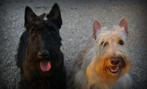 madye et Rocco