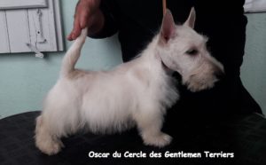 Oscar 3 mois 2 modif