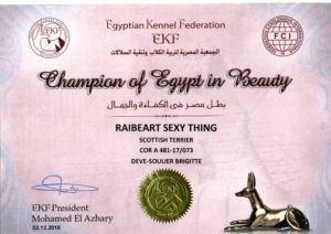 Titre champion egypte Rocco