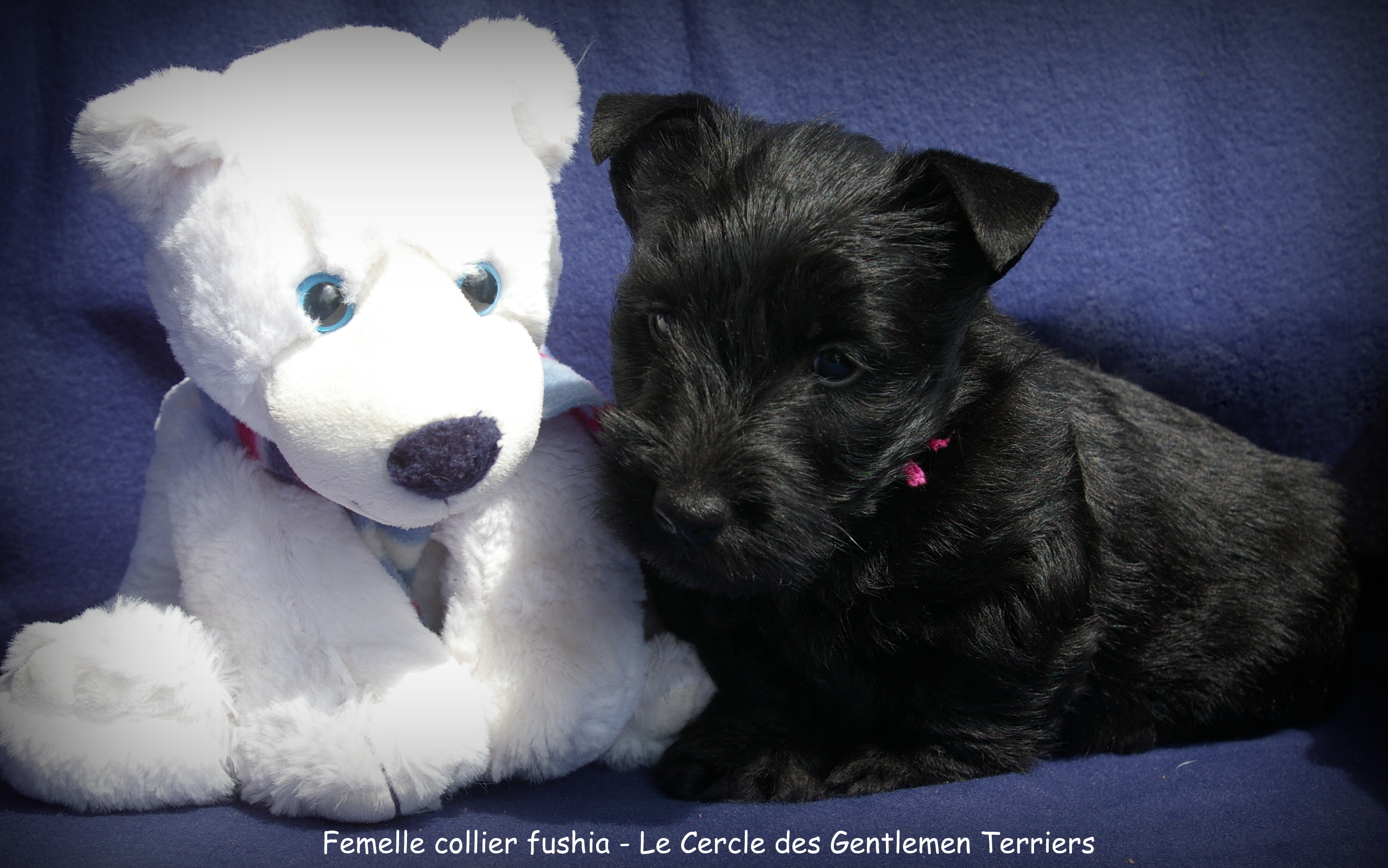 5 semaines et demie