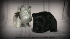 19 jours