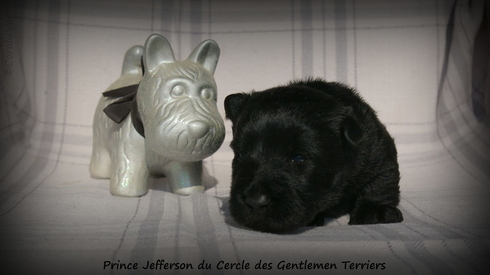 19 jours