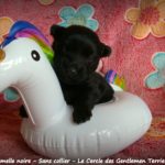 femelle noire sans collier 19j