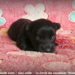 femelle noire sans collier 19j 2