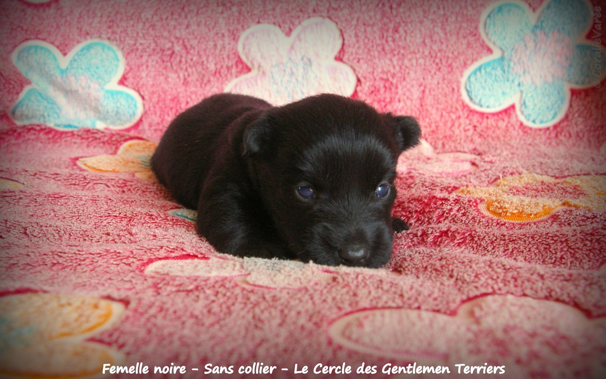 femelle noire sans collier 19j 2