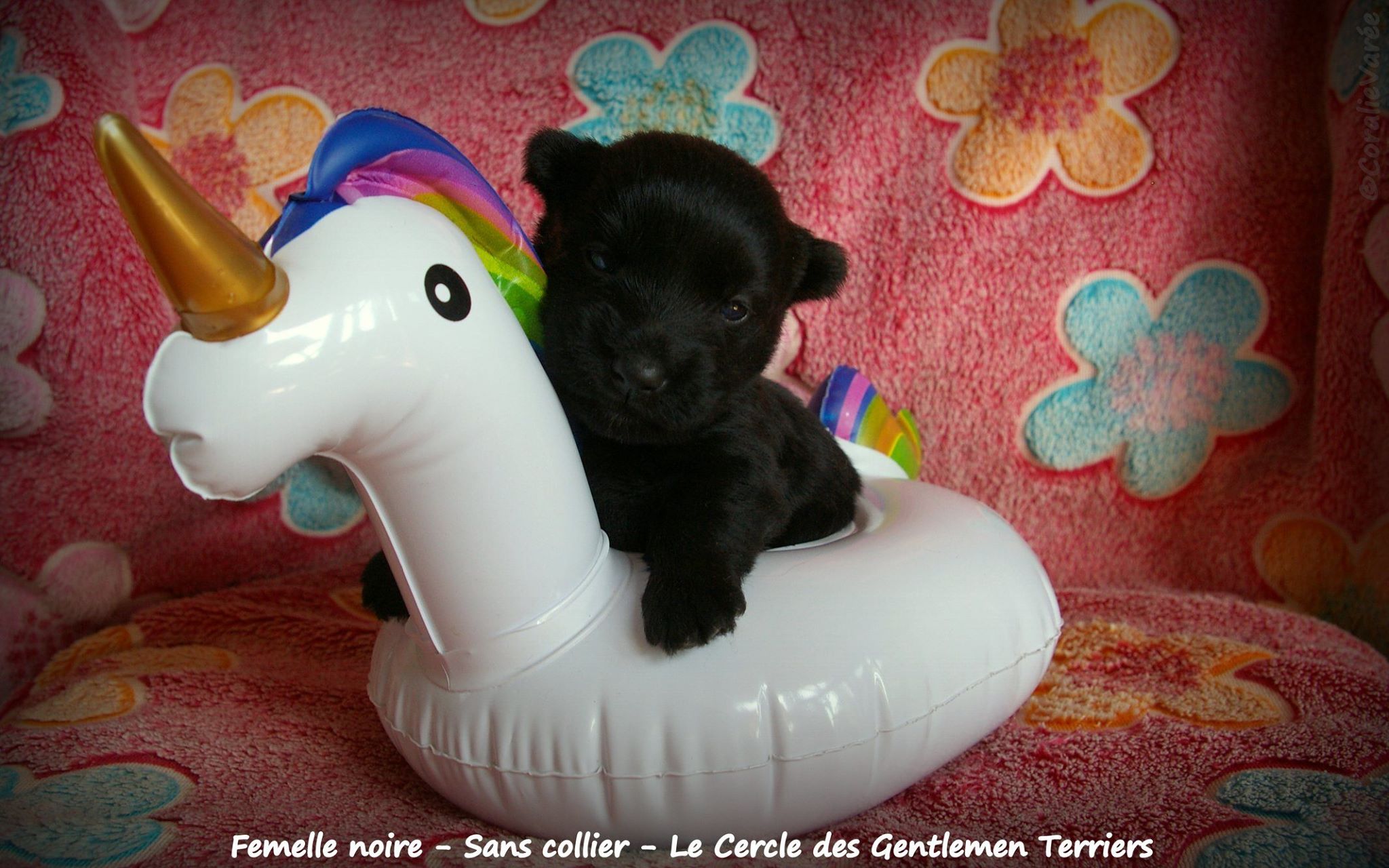 femelle noire sans collier 19j