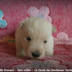 mâle froment sans collier 19 j2