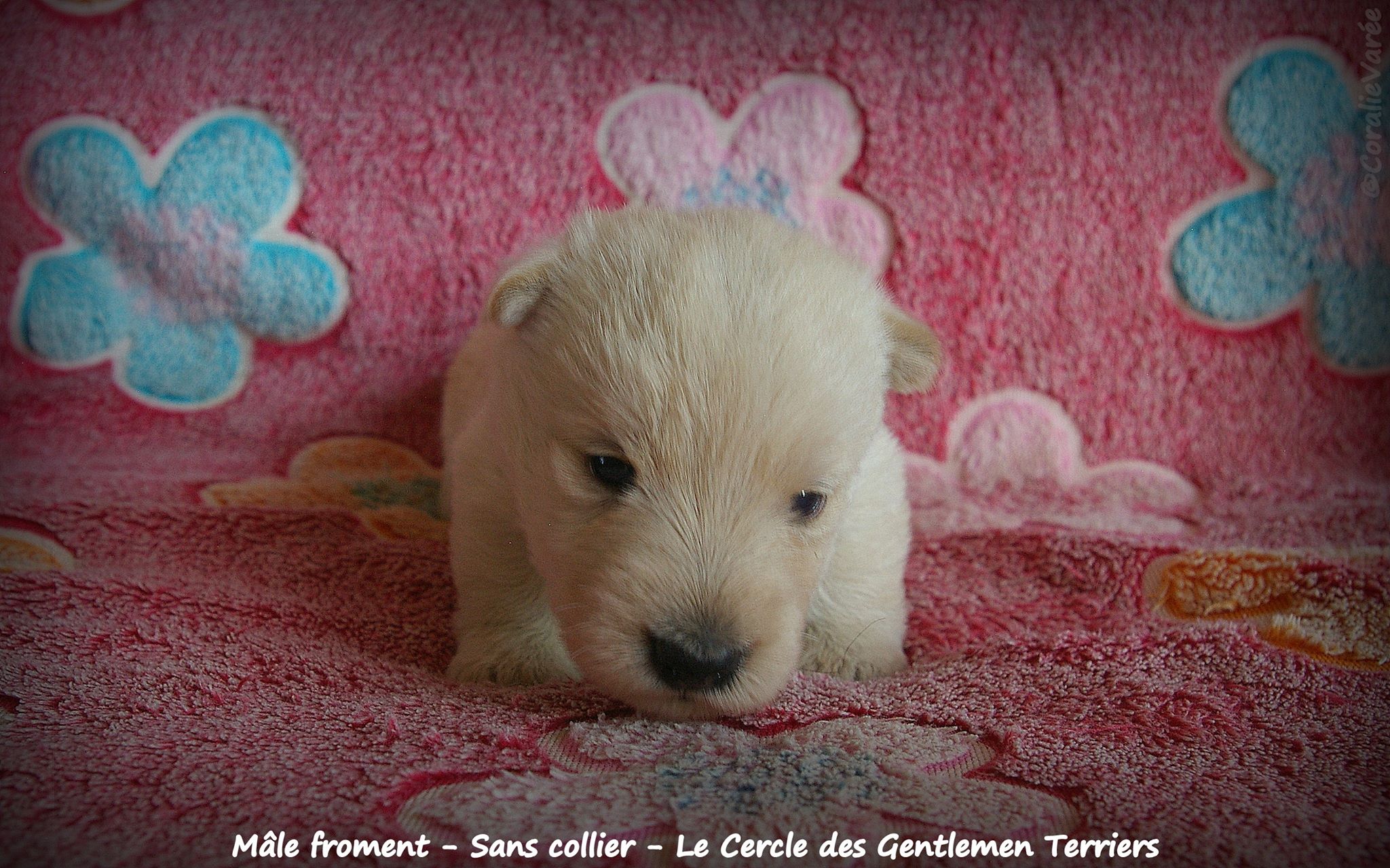 mâle froment sans collier 19 j2
