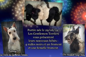 Portée du 29 juin 2019 : Nastassja et Rocco.