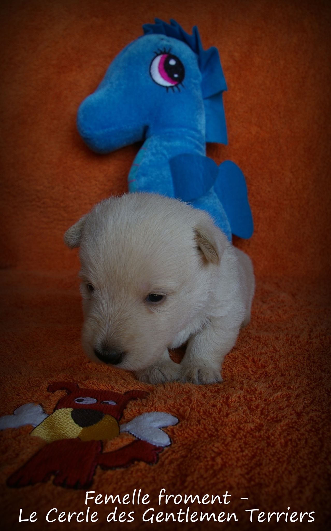 3 semaines