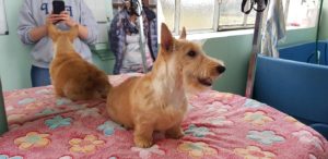 74525300_984357338597036_7480732319708348416_o