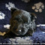5 semaines et demi