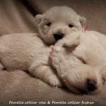 15 jours et les petits yeux sont ouverts