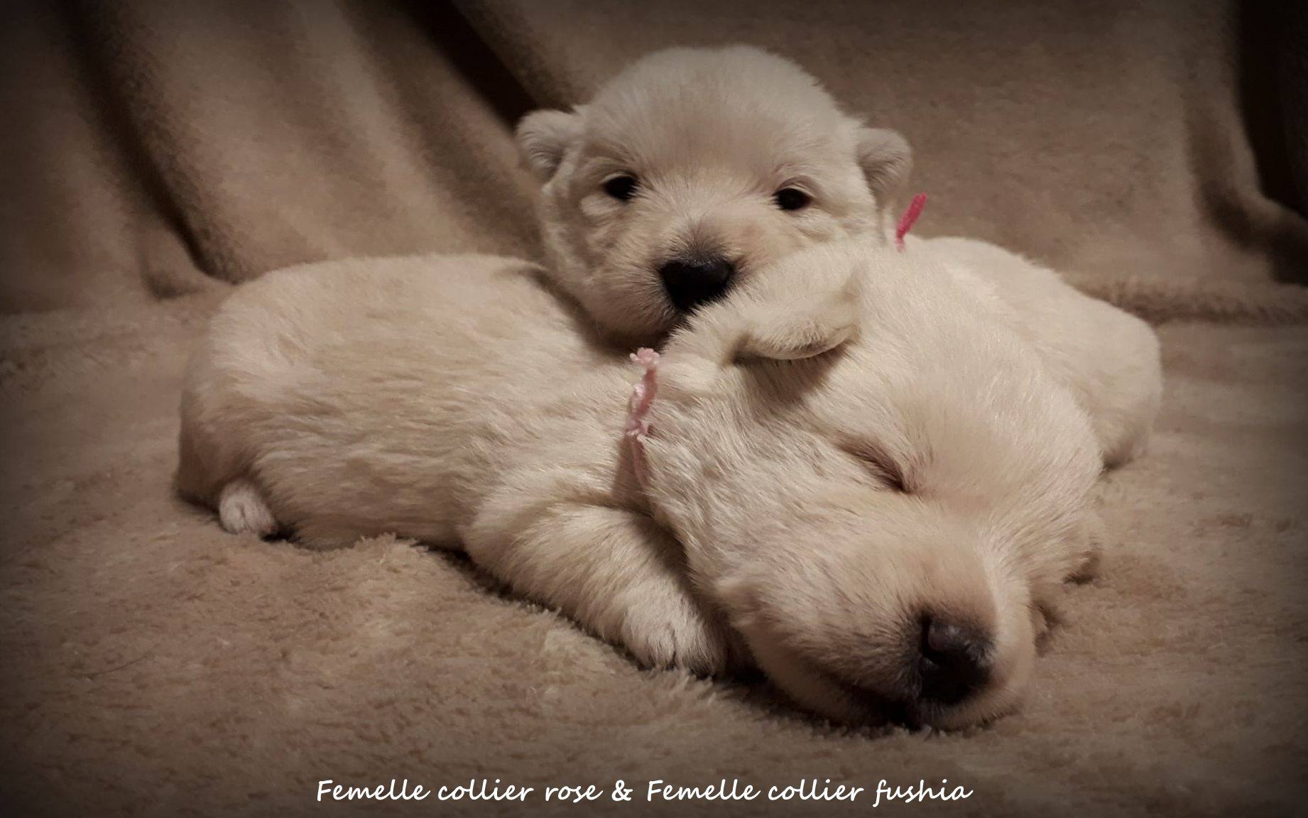 15 jours et les petits yeux sont ouverts