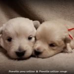 15 jours et les petits yeux sont ouverts