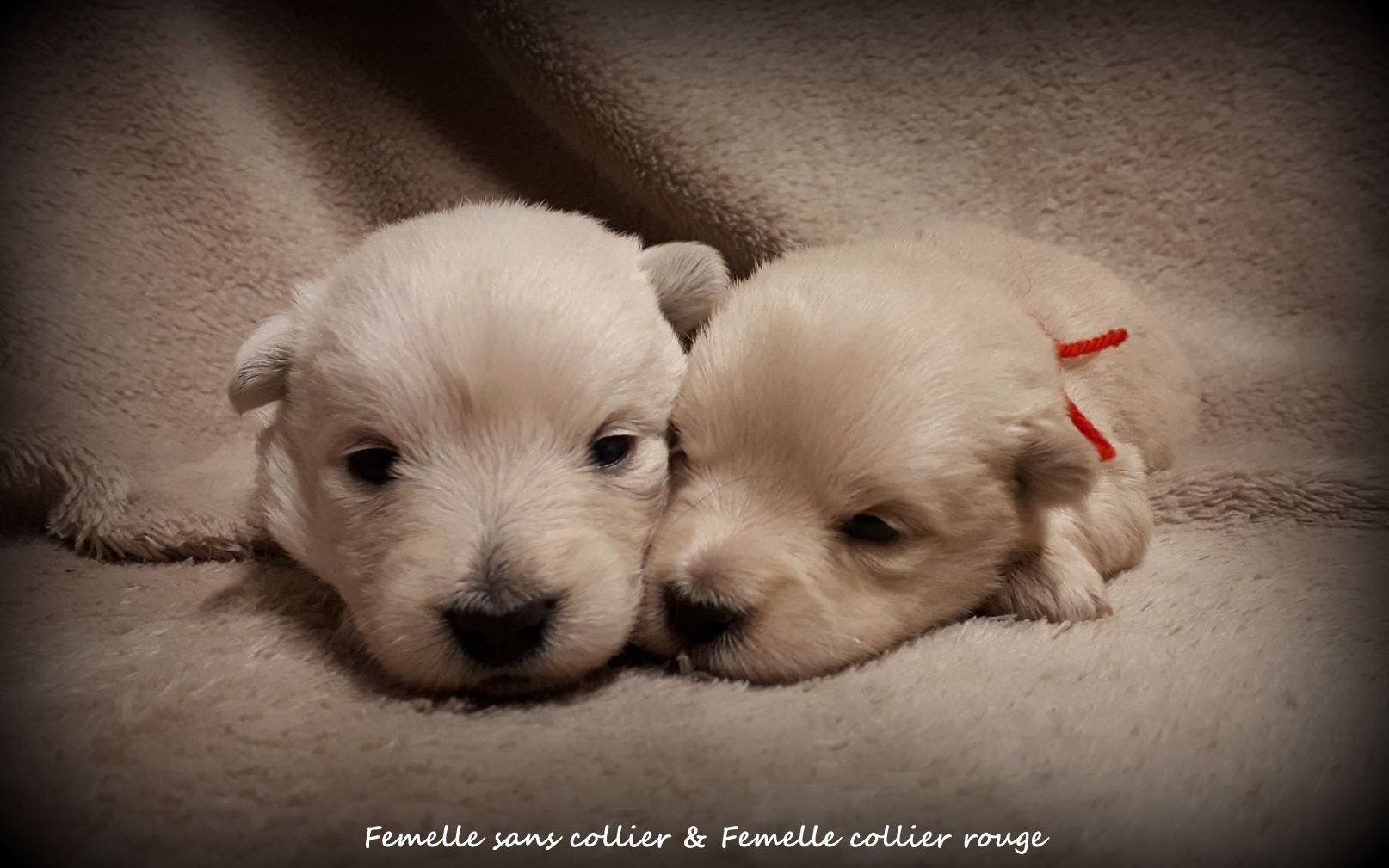 15 jours et les petits yeux sont ouverts