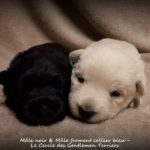 15 jours et les petits yeux sont ouverts