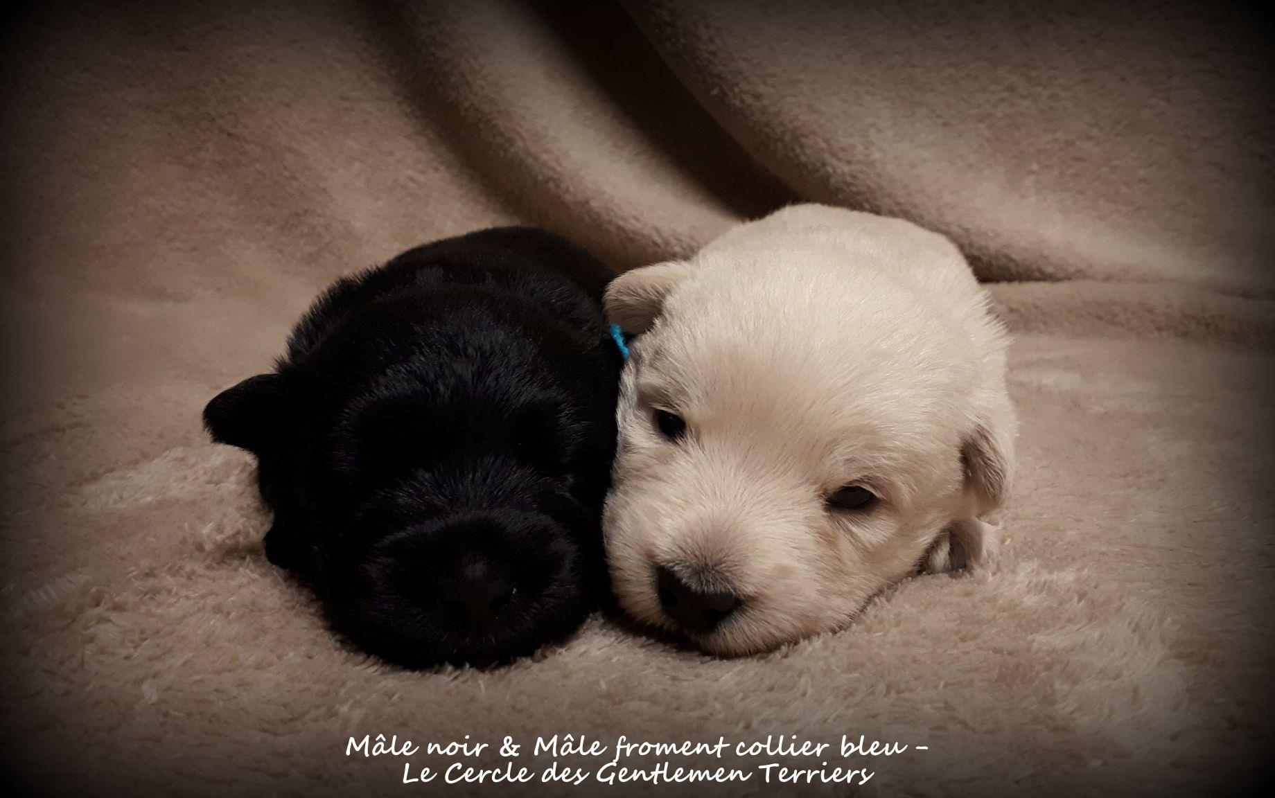 15 jours et les petits yeux sont ouverts