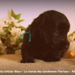 15 jours