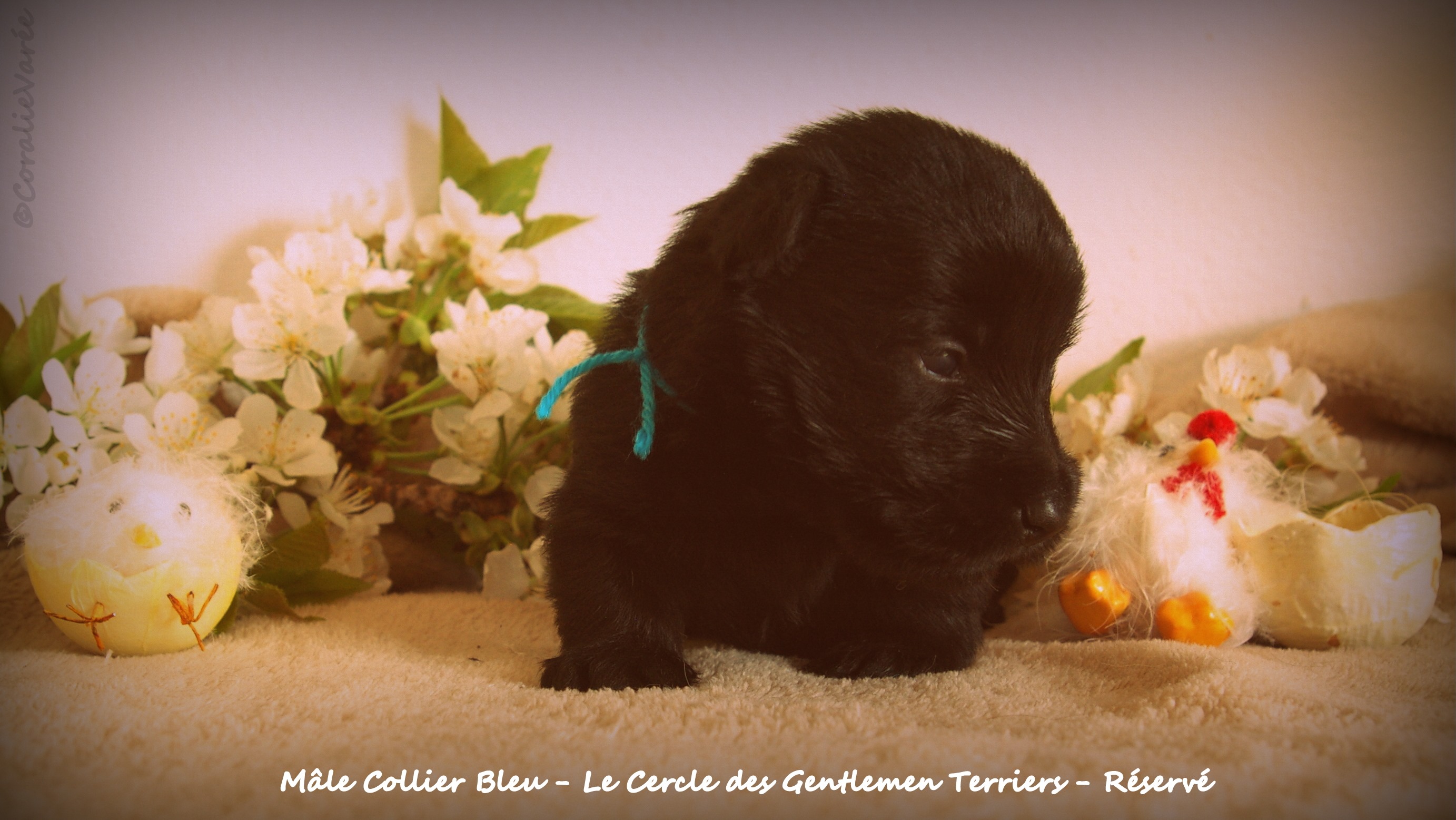 15 jours